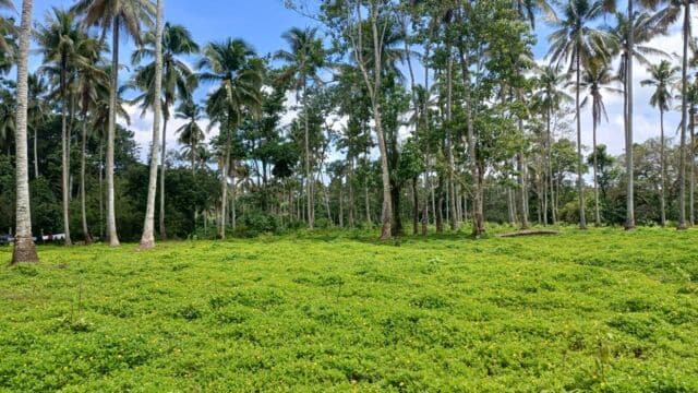 San Miguel Fields