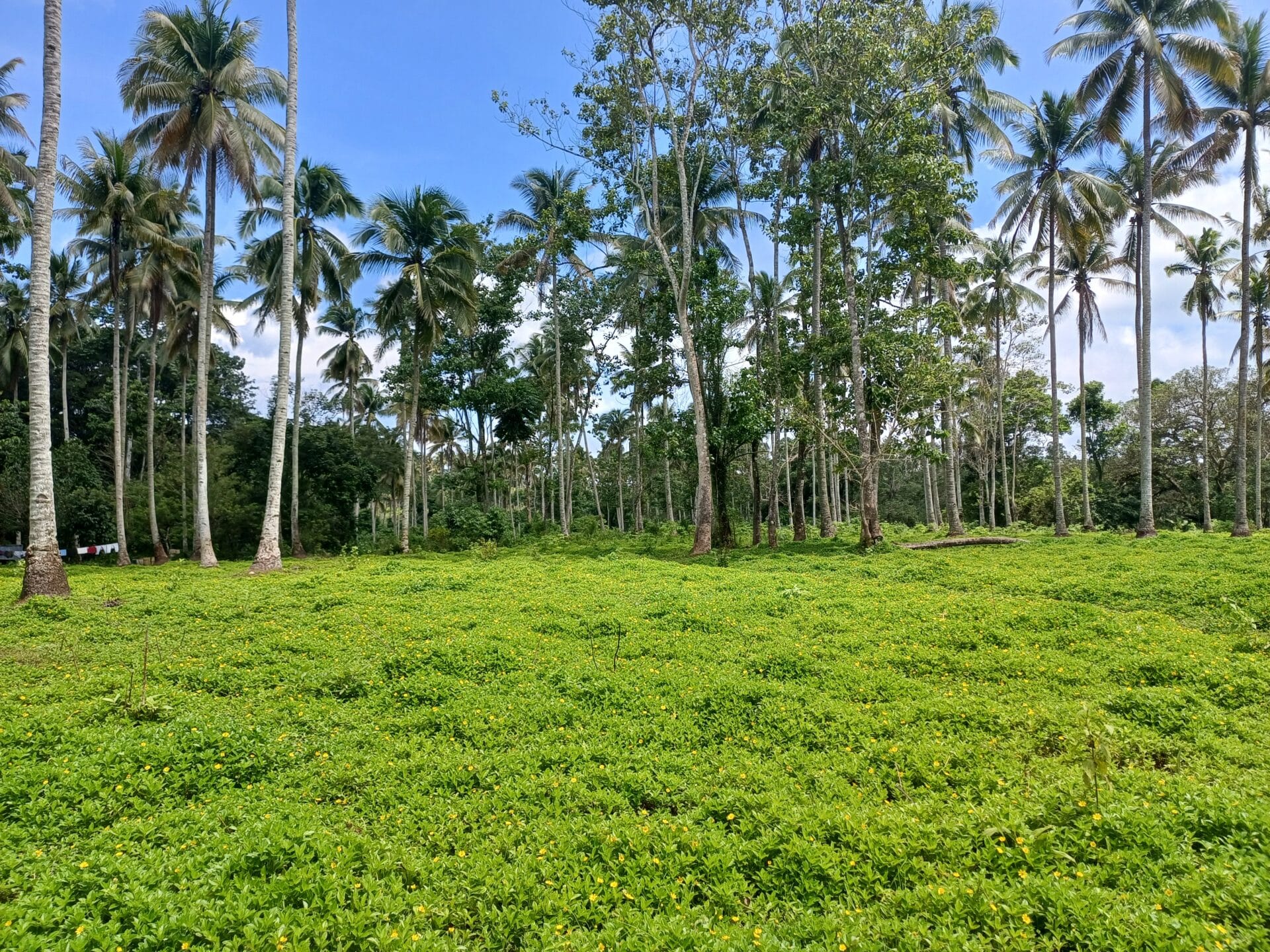 San Miguel Fields