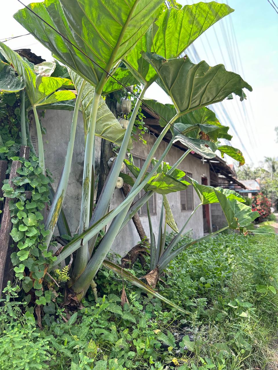 Colocasia